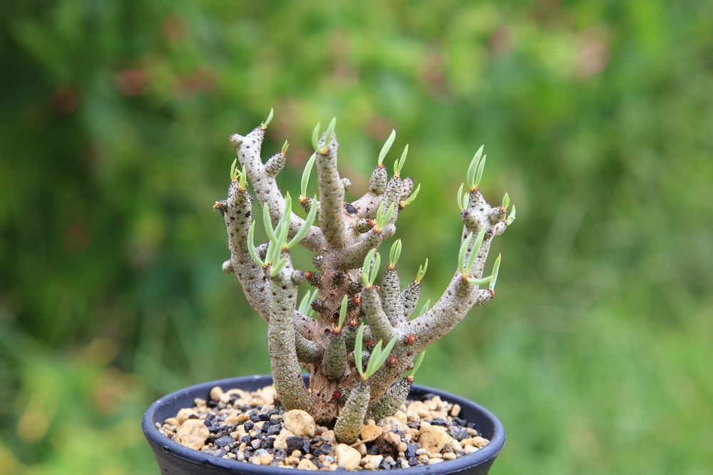 大株 チレコドン・ブックホルジアヌス 多肉植物 塊根植物