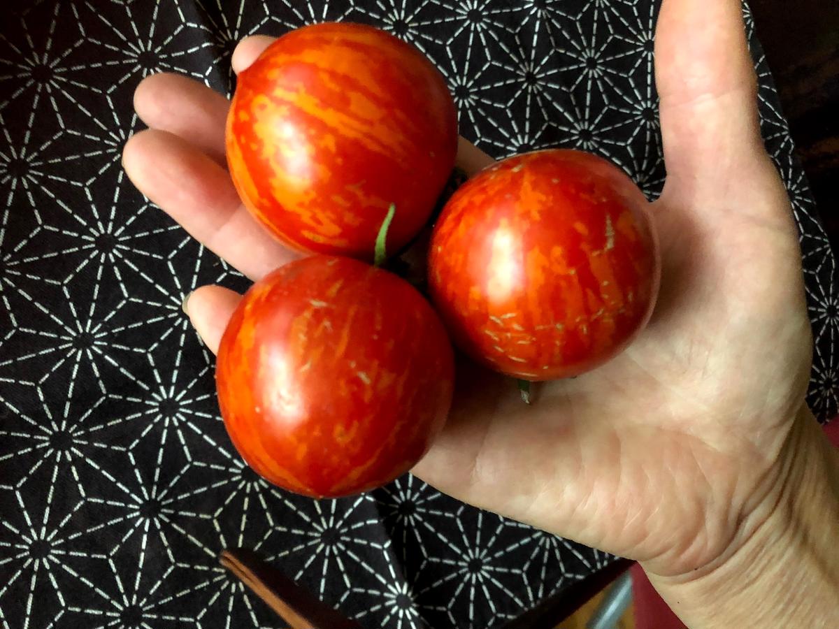 レッドゼブラ トマトの種10粒 赤に金色のゼブラ模様 体にじわっとパワフル野菜 北の