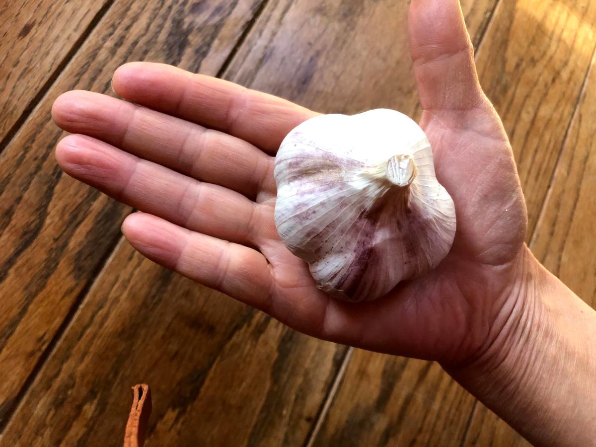 出産祝い 北海道在来種 通称ピンクにんにく 北海道産 Lサイズ 10ｋｇ 野菜 Nazarebrito Com Br