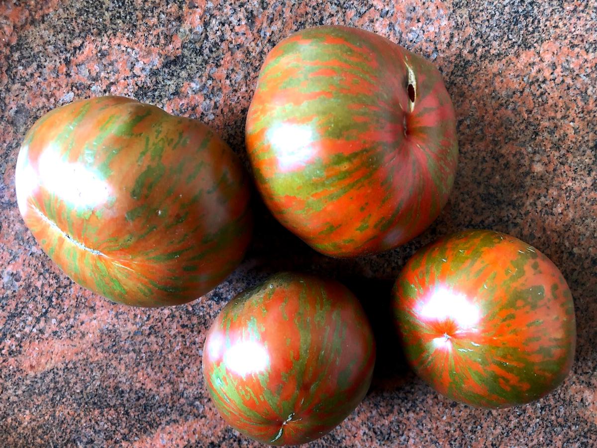 ブラックゼブラ トマト 中玉大きめ の種 10粒 体にじわっとパワフル野菜 北の樹木農園