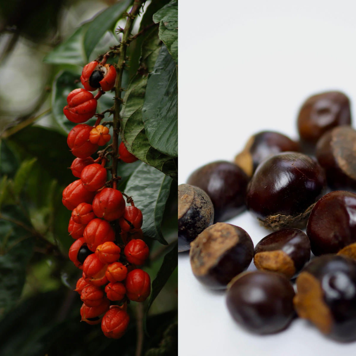 ガラナ 種子 10粒 Chillness Lab