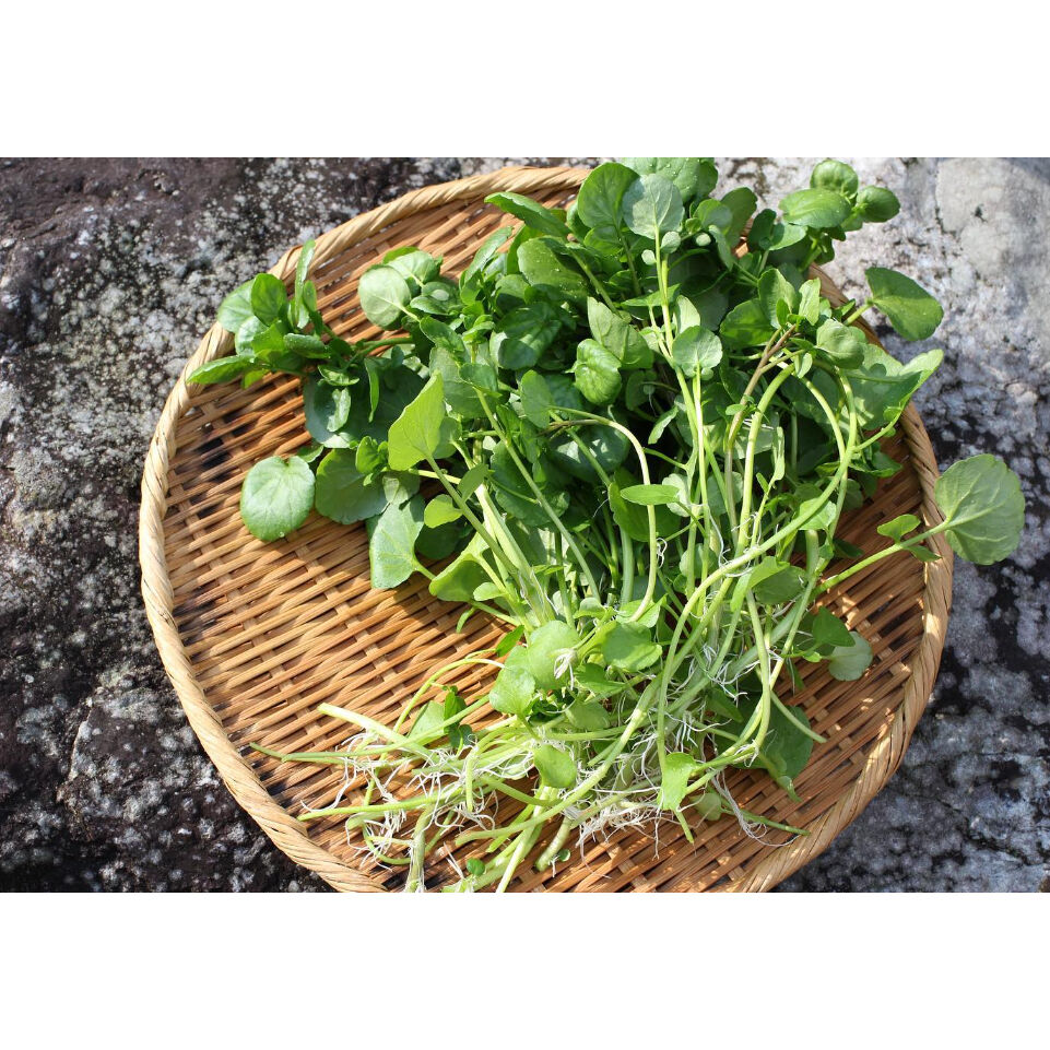 クレソン 1kg Choukuroufarm S Store クレソン 1kg Choukuroufarm S Store