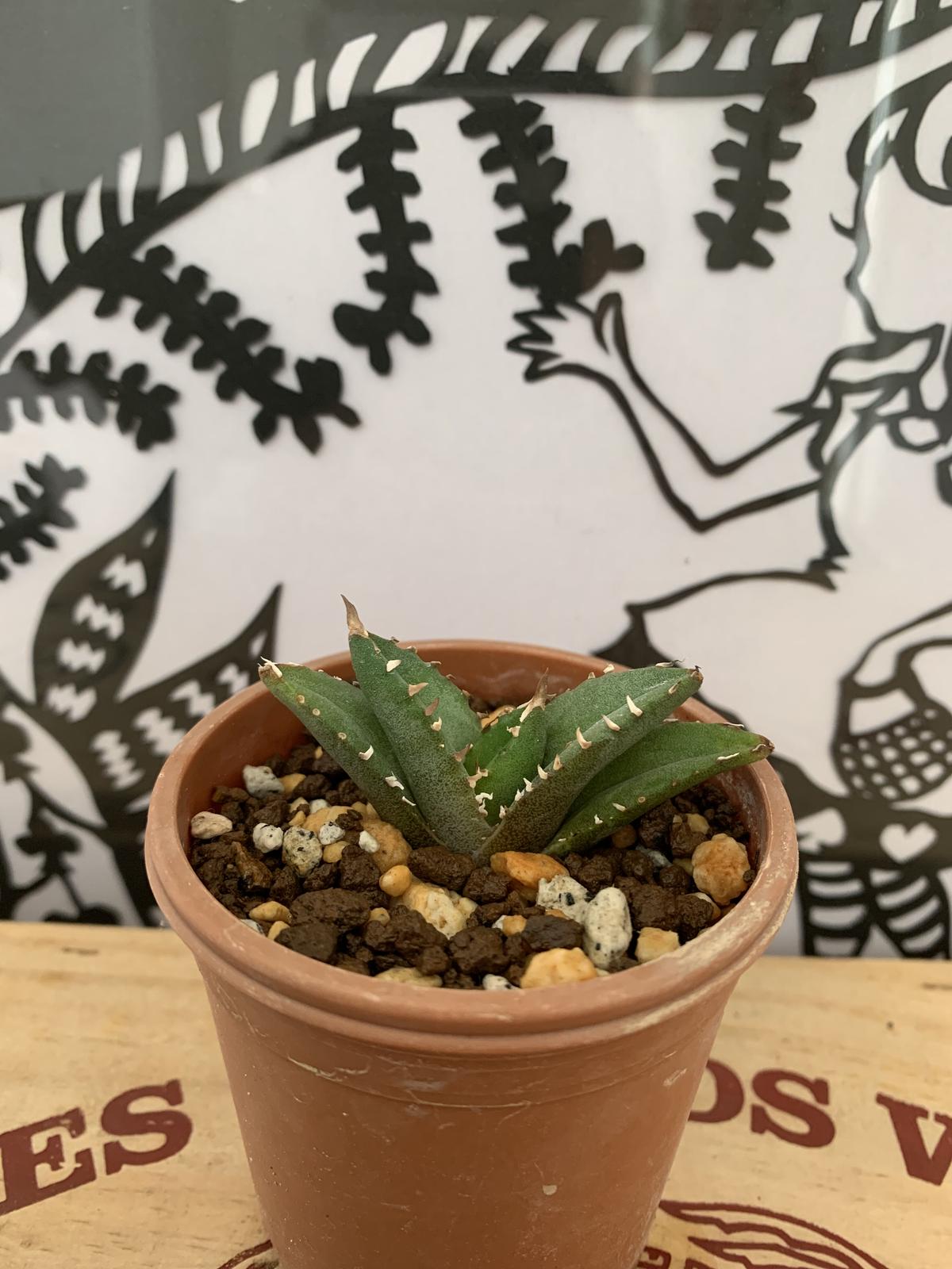 agave titanota fo-076 アガベチタノタfo-076