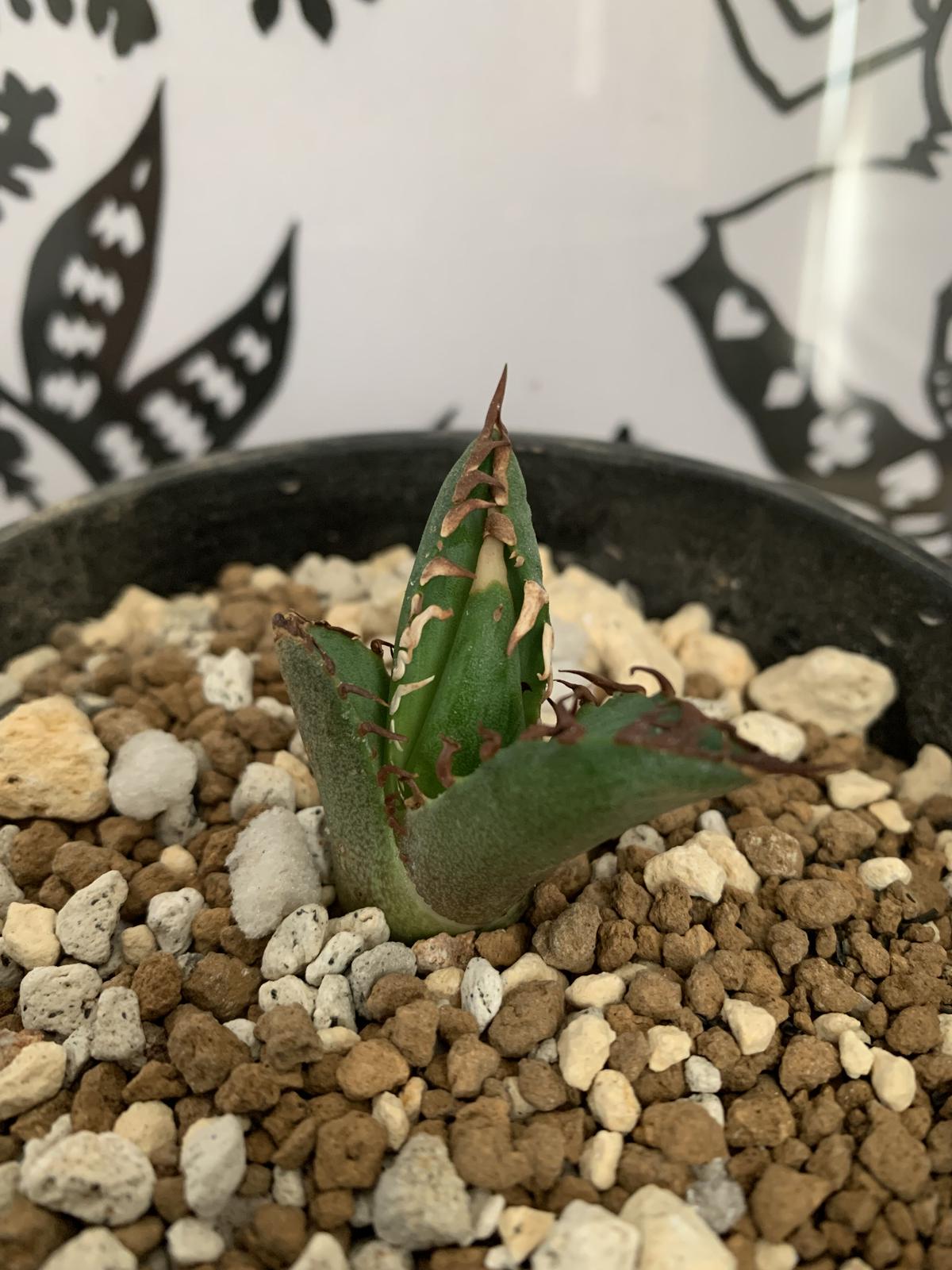 agave titanota アガベ チタノタ レッドキャットウィーズル(裏棘)③ ...
