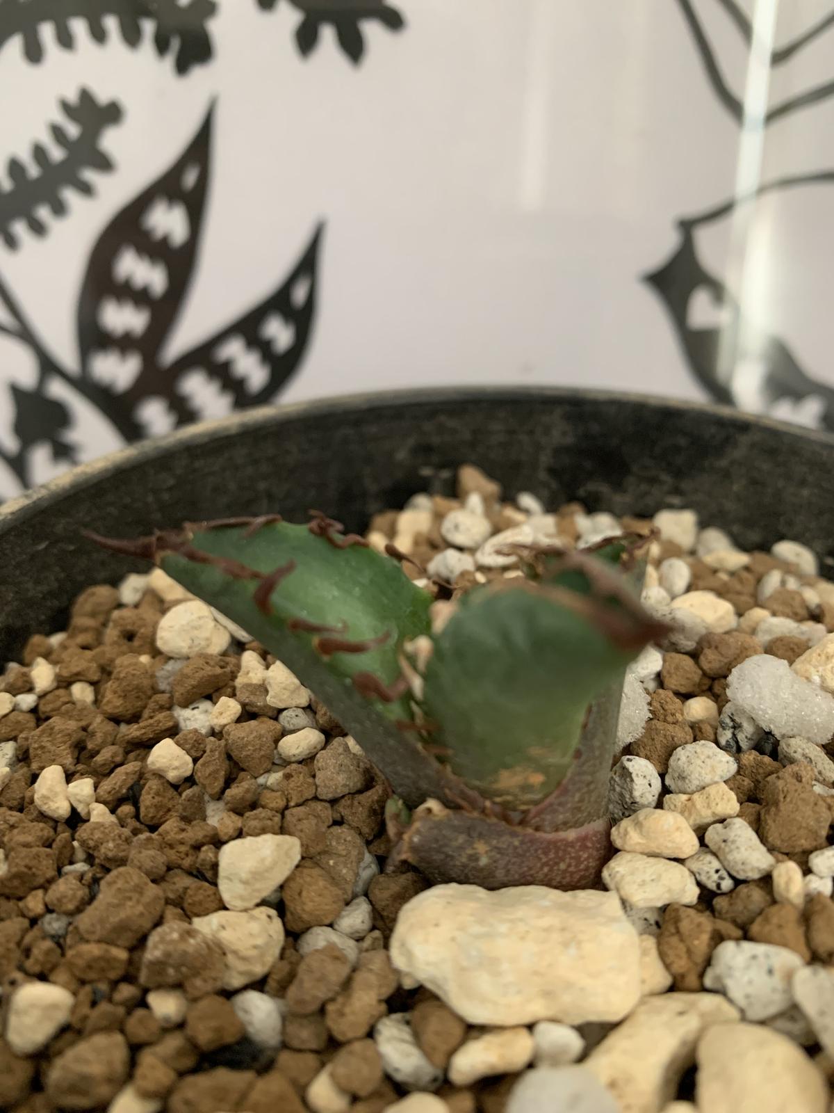 agave titanota アガベ チタノタ レッドキャットウィーズル(裏棘)③
