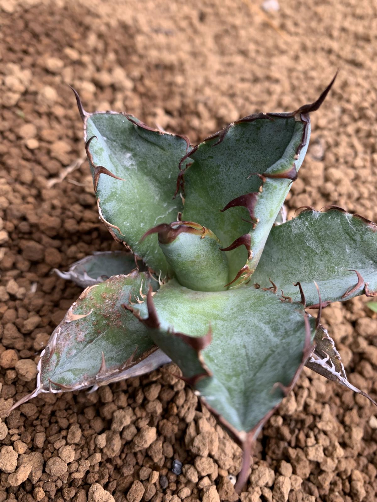agave titanota アガベ チタノタ ブラックアンドブルー