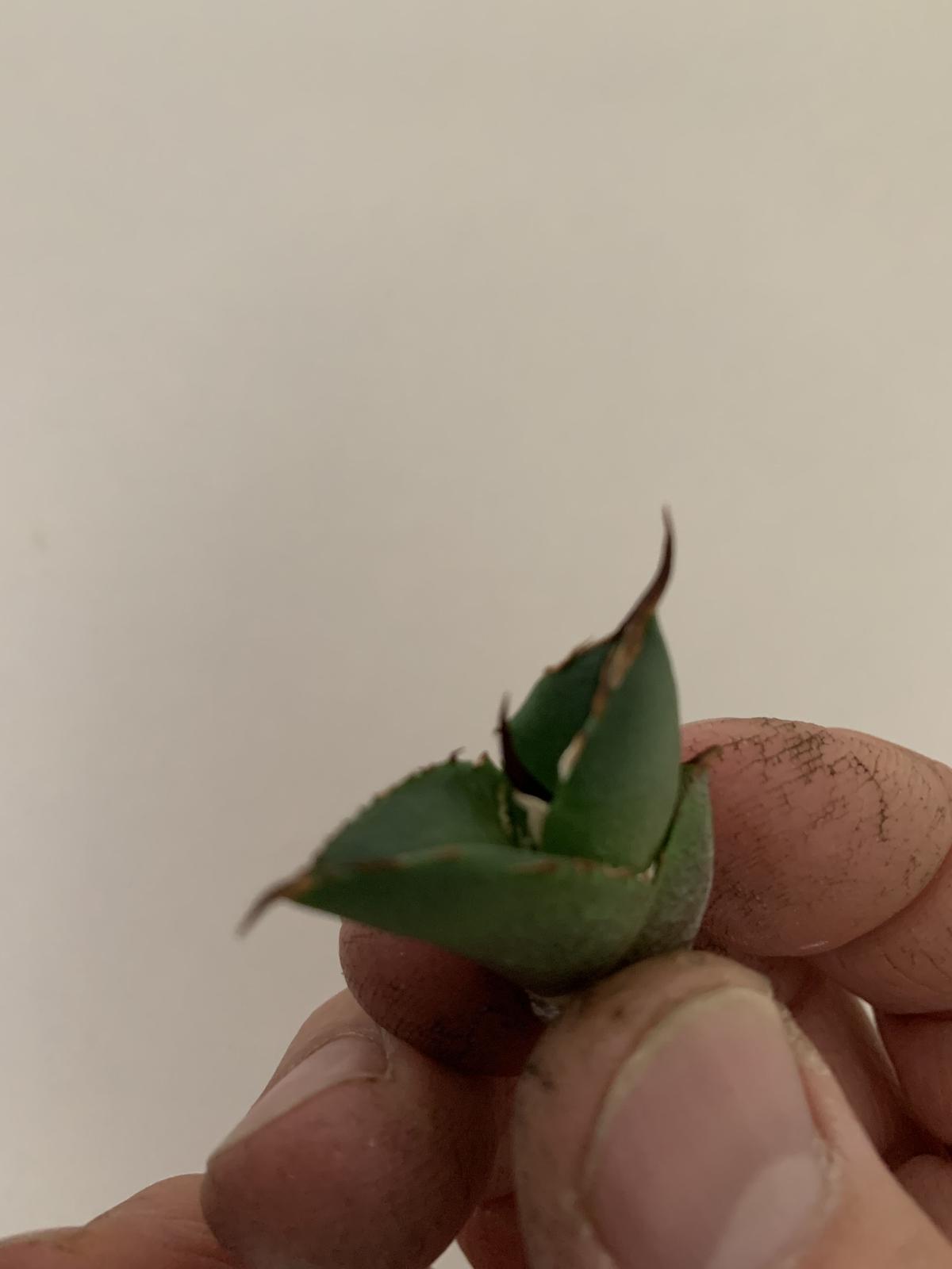 agave titanota アガベ チタノタ 白鯨 agave titanota アガベ チタノタ 白鯨