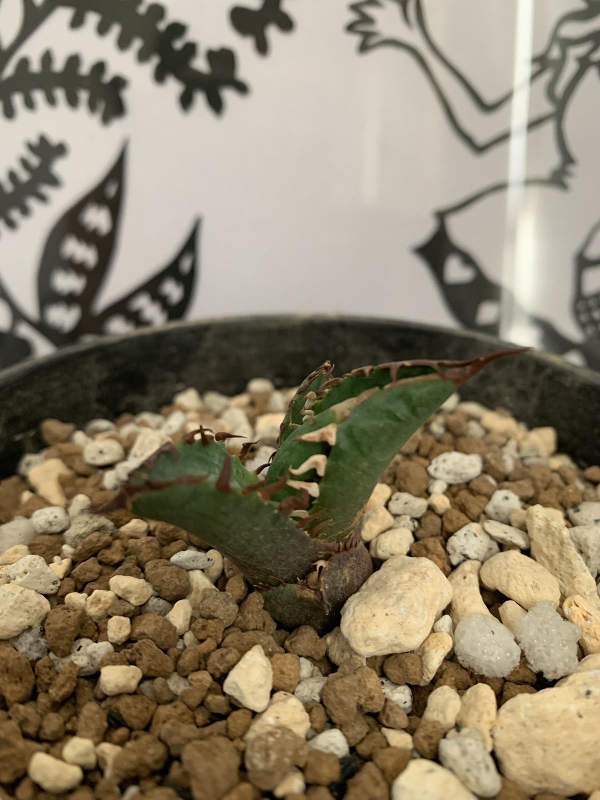 agave titanota アガベ チタノタ レッドキャットウィーズル(裏棘)③