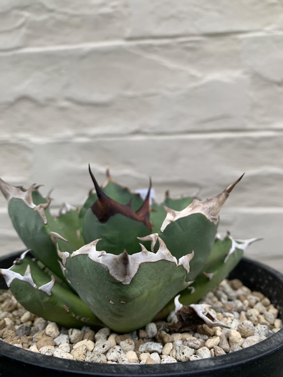 agave titanota アガベ チタノタ 姫厳龍 | Strange plants ma...