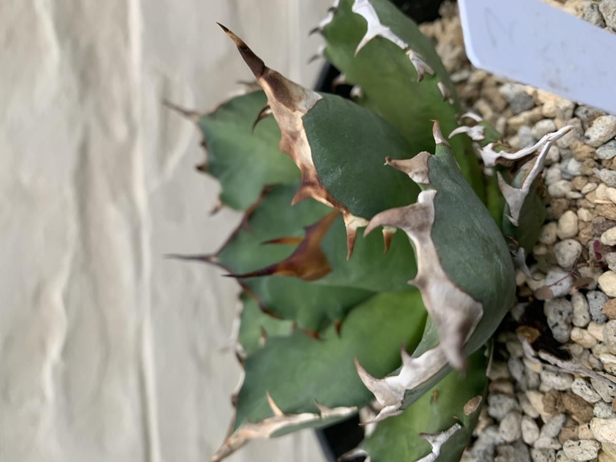 agave titanota アガベ チタノタ 姫厳龍 | Strange plants ma...