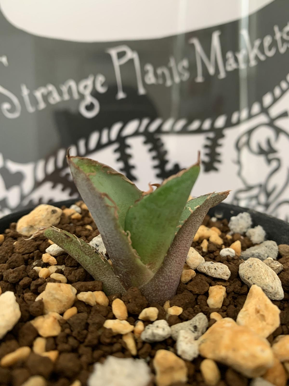 agave titanota アガベ チタノタ ノーネーム | Strange plants