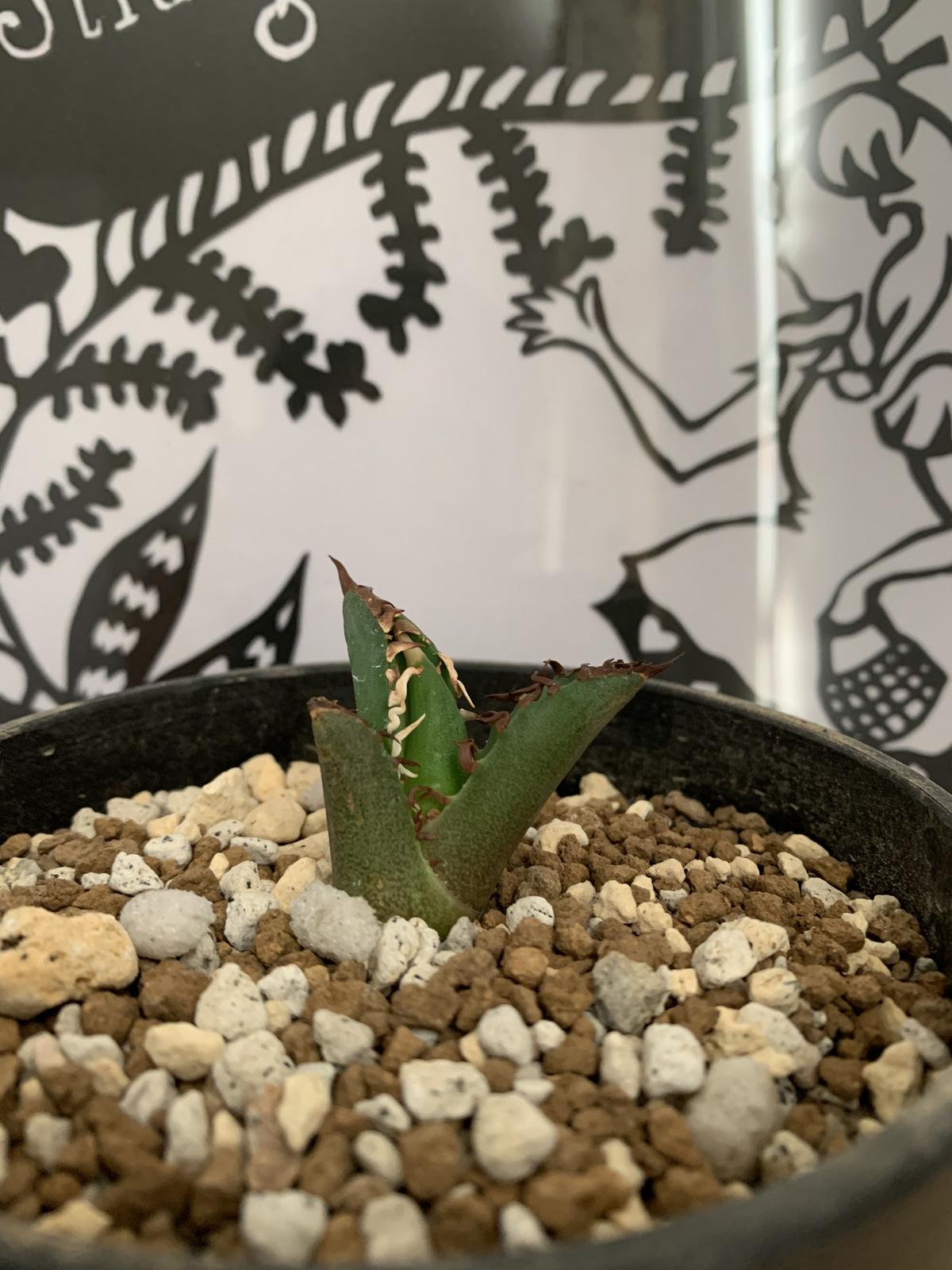 agave titanota アガベ チタノタ レッドキャットウィーズル(裏棘)③