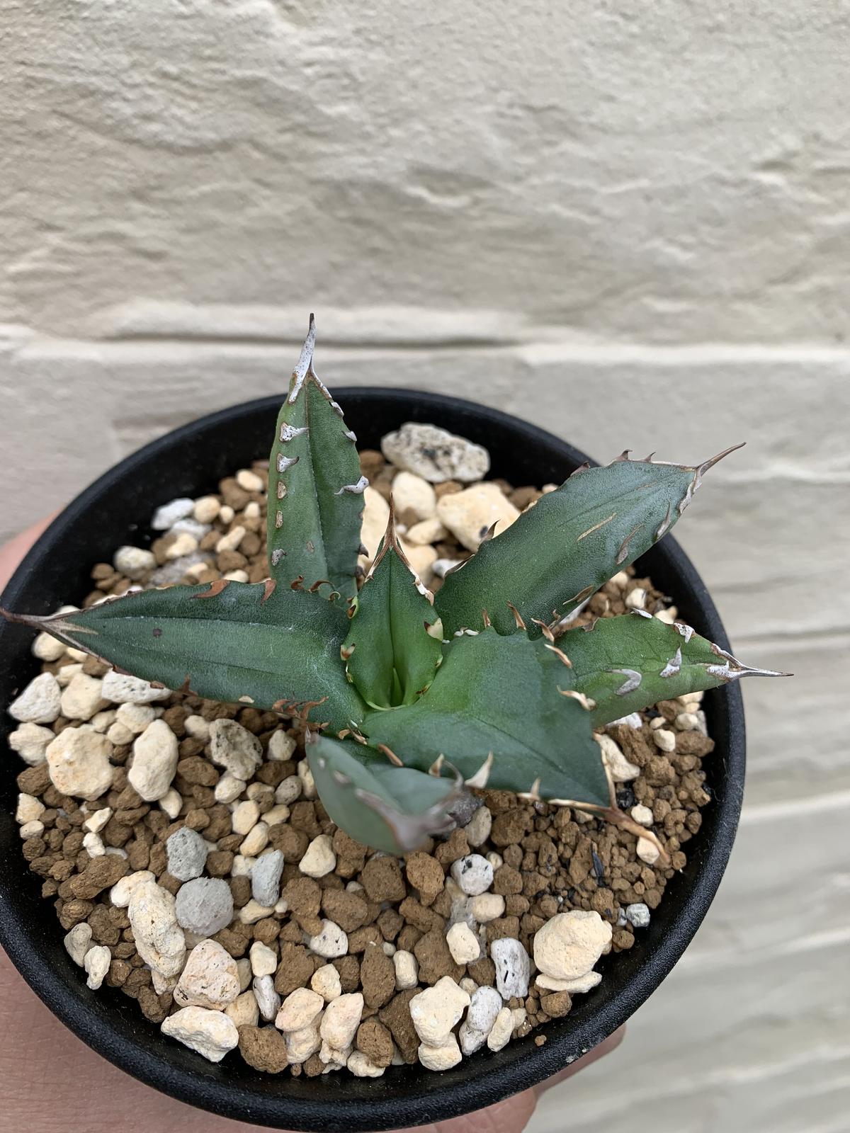 agave titanota アガベ チタノタ 姫厳龍③ | Strange plants m...