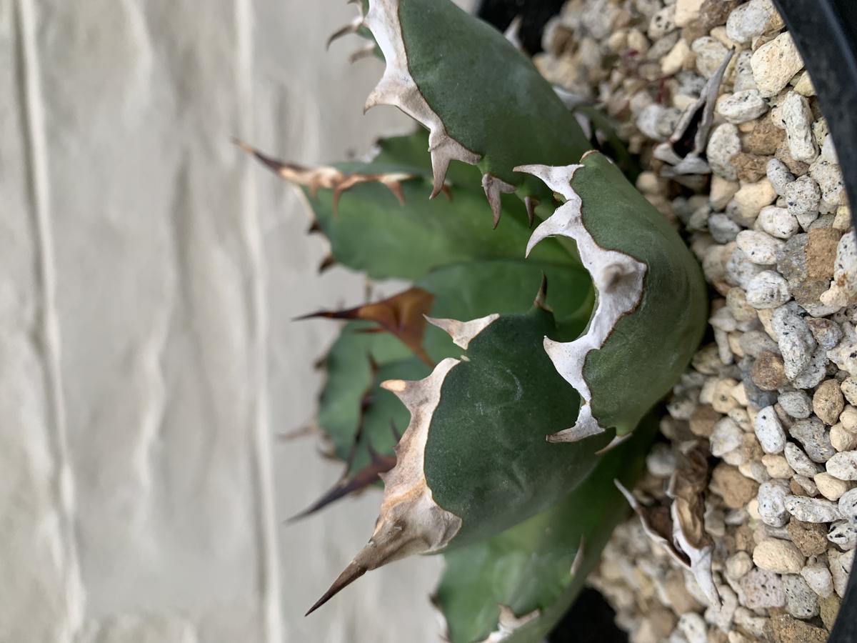 agave titanota アガベ チタノタ 姫厳龍