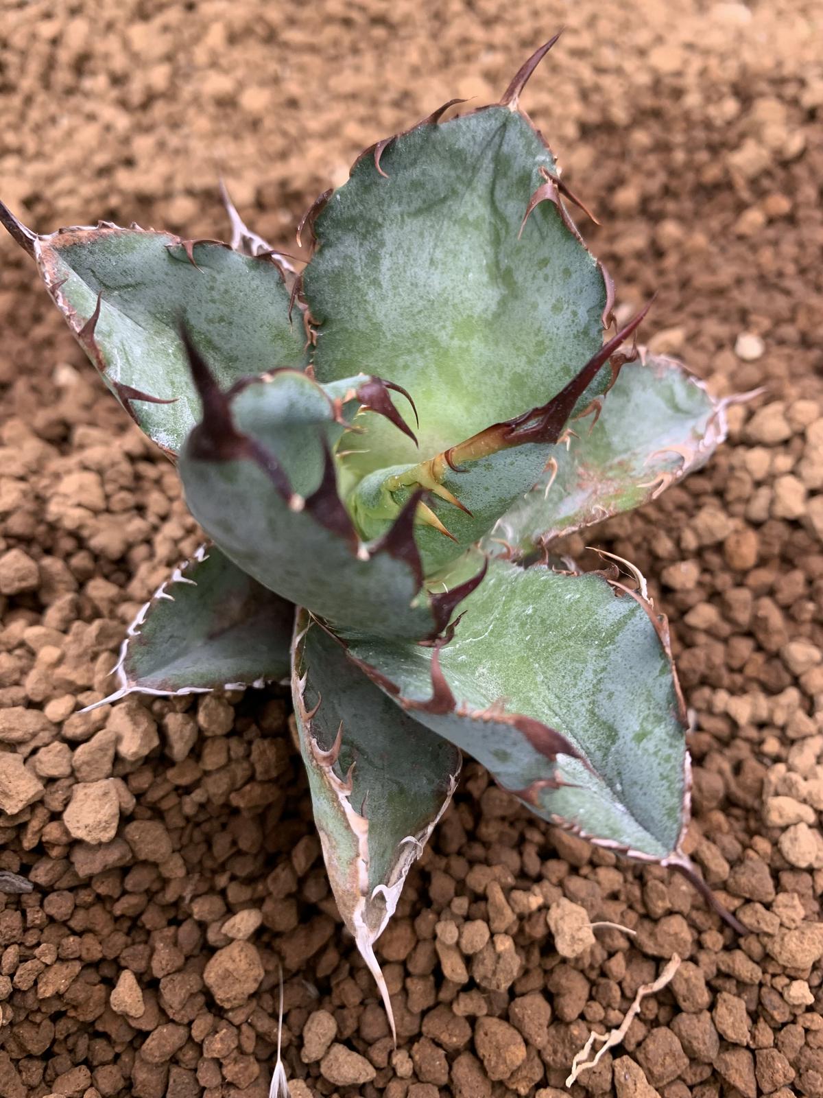 agave titanota アガベ チタノタ ブラックアンドブルー