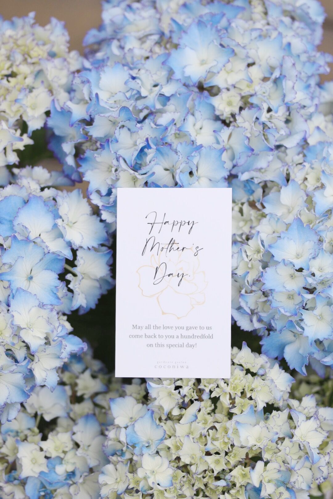 アジサイ レオン Coconiwa