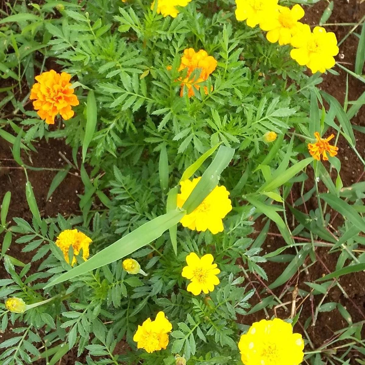 草木染め・シルク・レース・スヌード・マリーゴールドの花びら