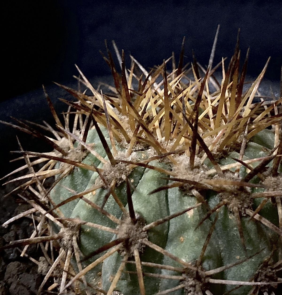 サボテン コピアポア レンベッキーCopiapoa lembckei鬼女冠