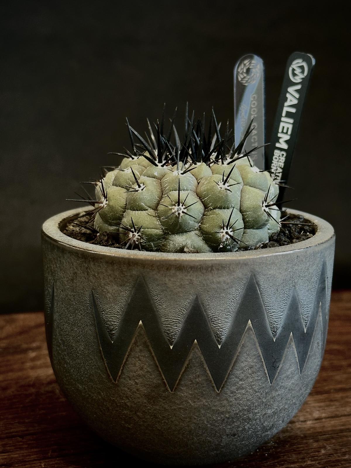 黒王丸 実生 【公式通販】