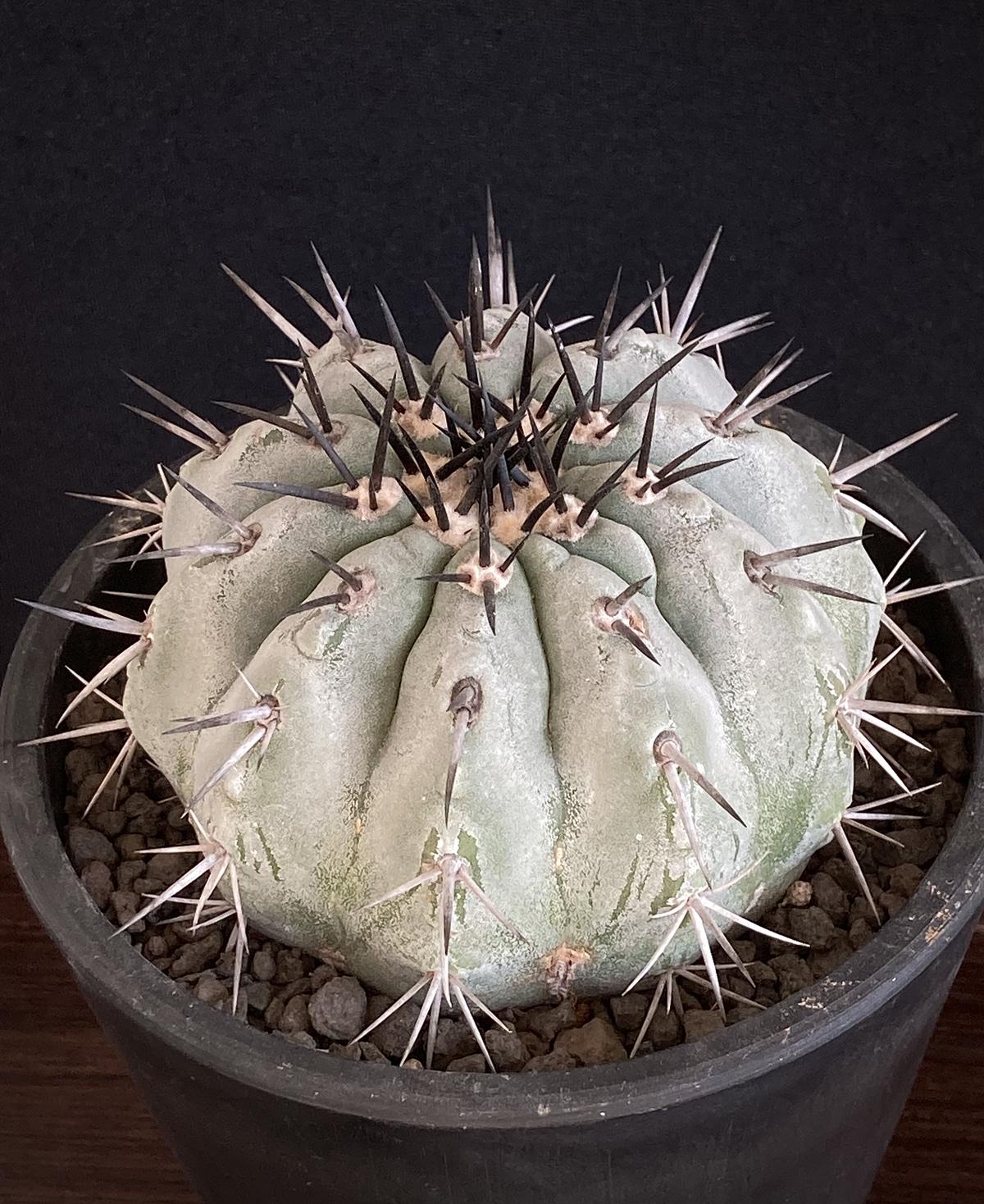 copiapoa cinerea 黒王丸 漆黒の強刺 白肌 コピアポア 実生 接降ろし 台無 自根