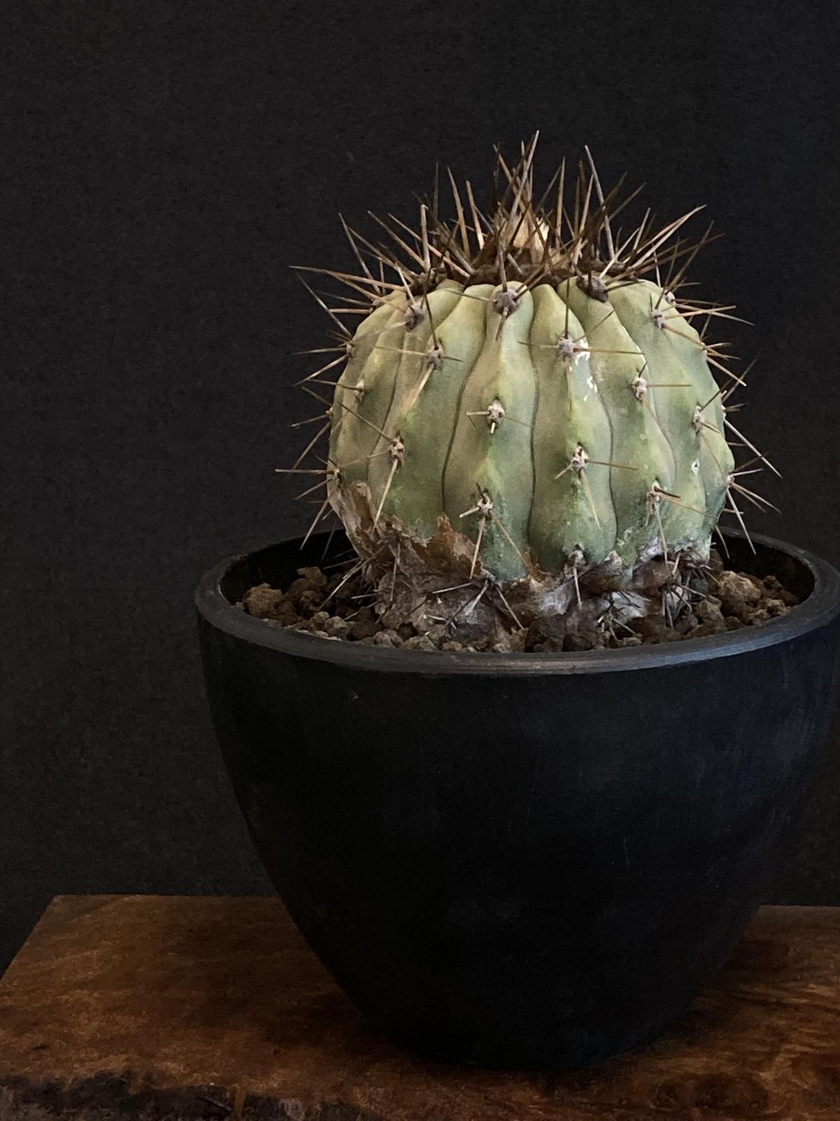 現地球 Copiapoa　コピアポア 逆鱗丸　ギガンティア　自根 ☆サボテン・多肉植物☆849☆ コピアポア・ギガンティア 逆鱗丸