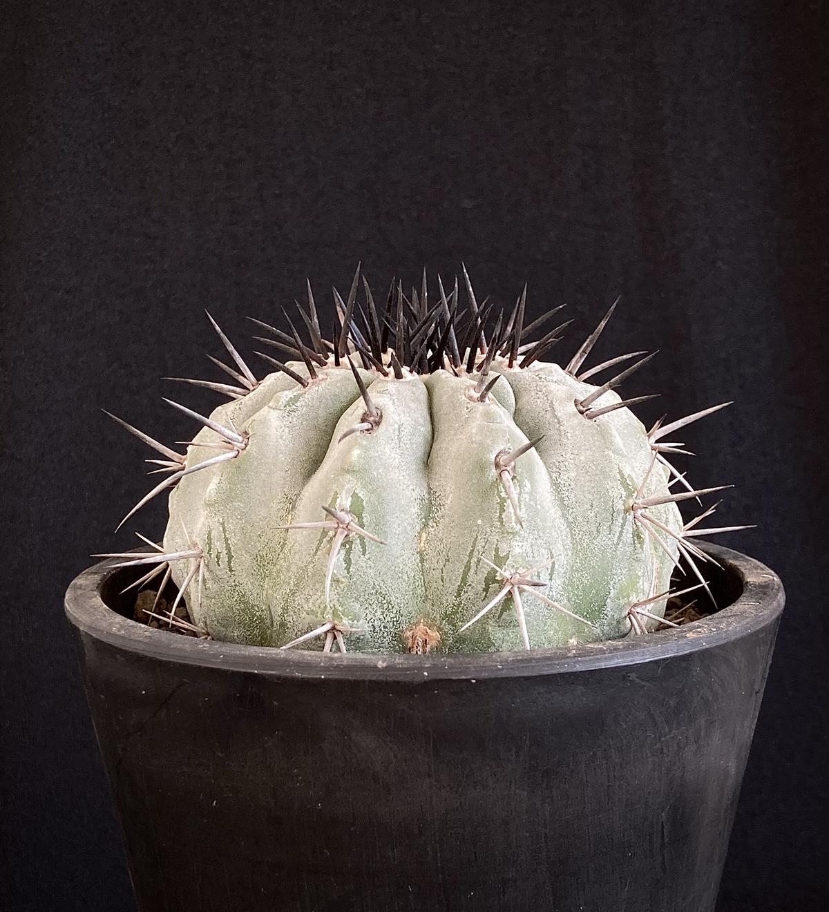 copiapoa cinerea 黒王丸 漆黒の強刺 白肌 コピアポア 実生 接降ろし 台無 自根