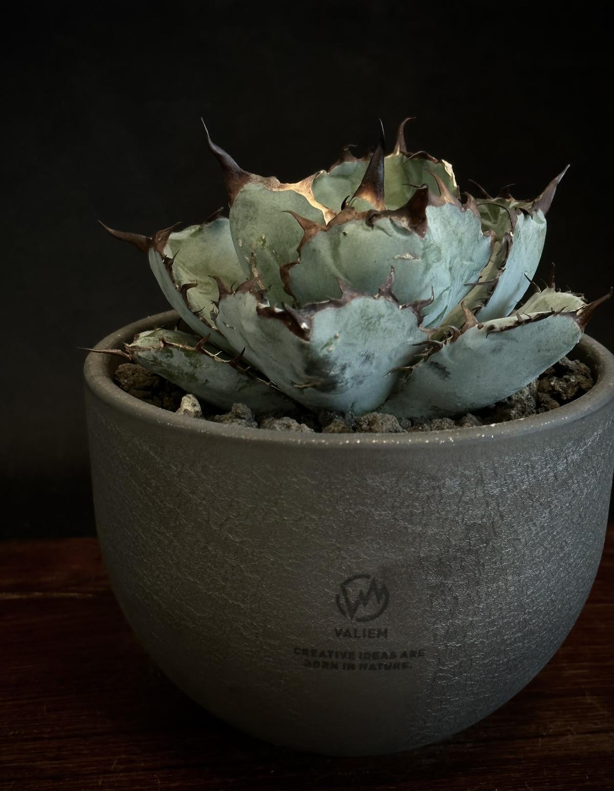 品質検査済 チタノタ ブラックアンドブルー plant別注 Willing VALIEM