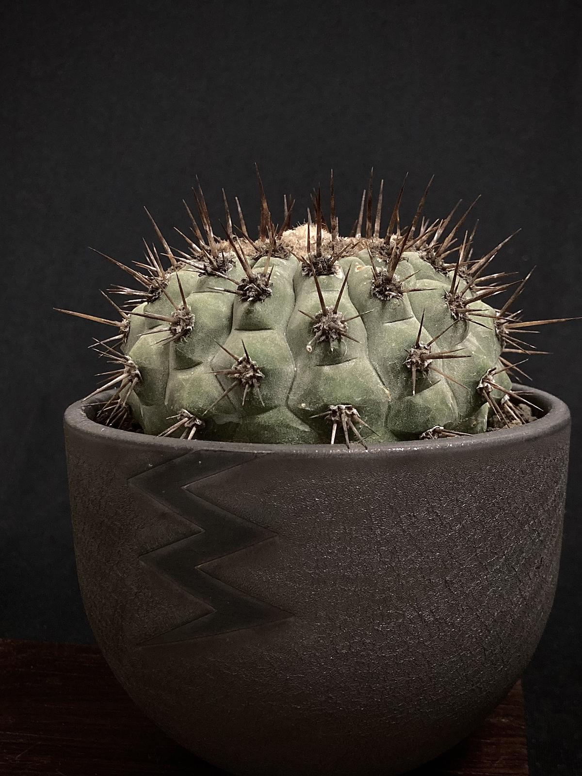 コピアポア ミニカルパ 黒王丸 鬼神竜 ロンギスタミネア