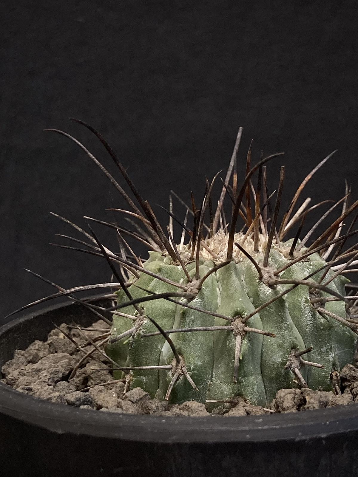 コピアポア 黒士冠 デアルバータ 現地球 【公式通販】