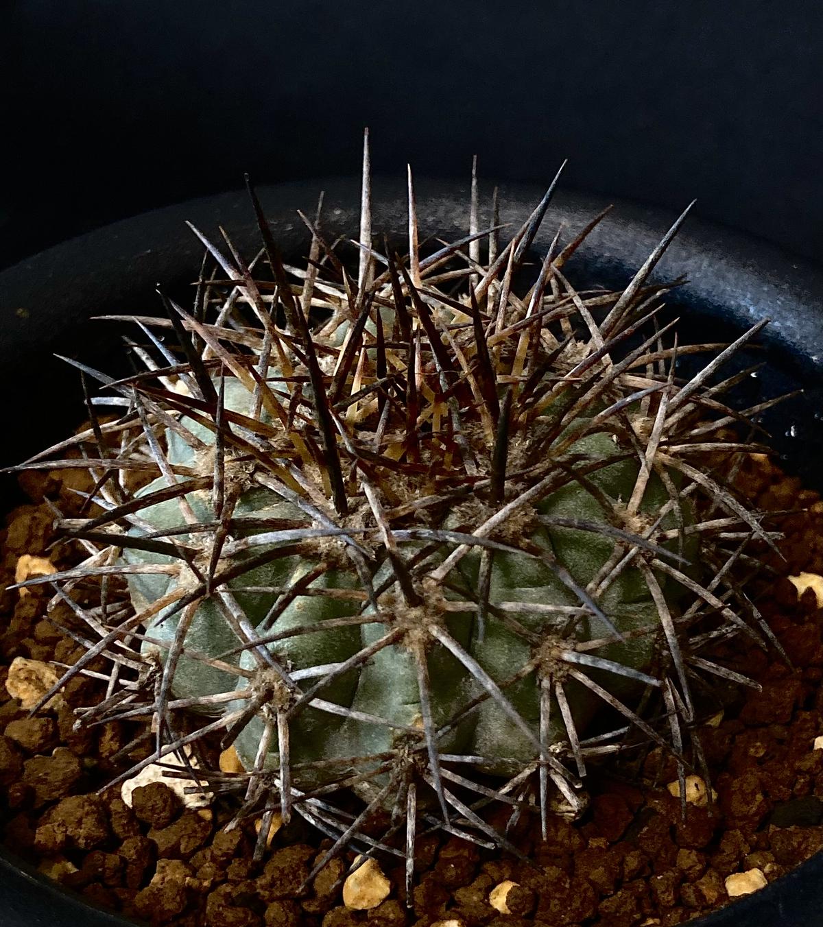 サボテン コピアポア レンベッキーCopiapoa lembckei鬼女冠