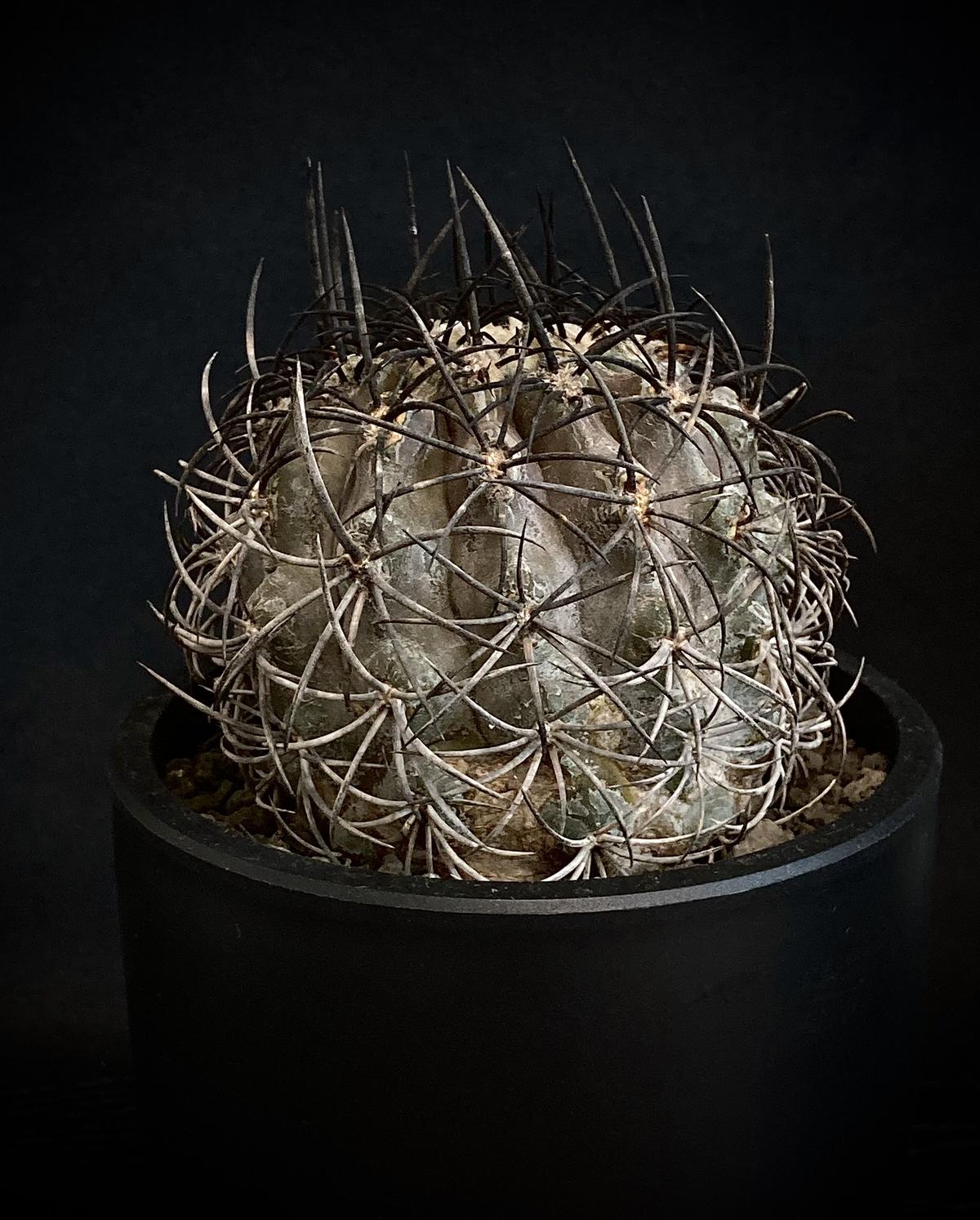 [ぺてぃのお店] コピアポア グリセオビオラセア Copiapoa griseoviolacea
