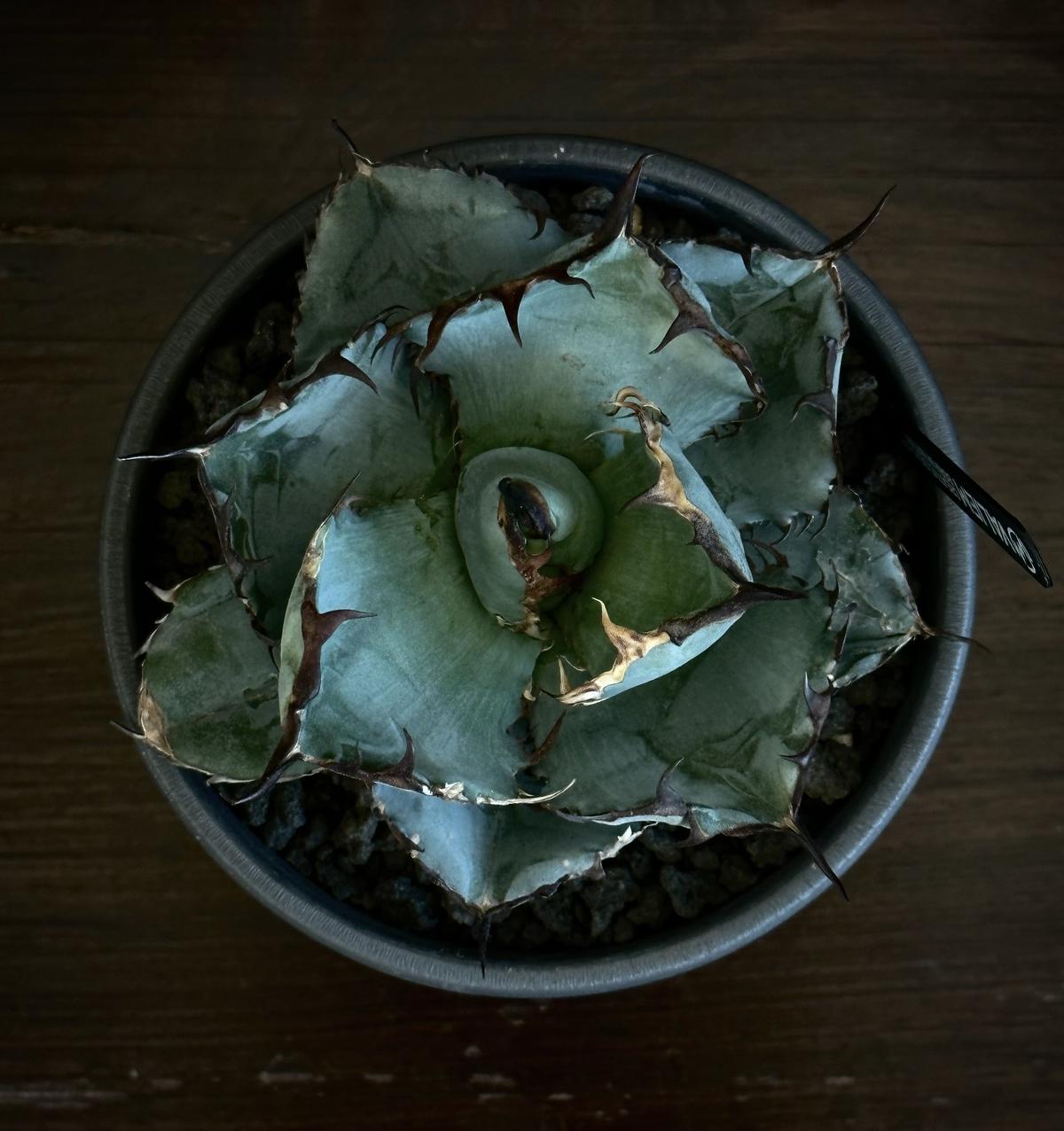 品質検査済 チタノタ ブラックアンドブルー plant別注 Willing VALIEM