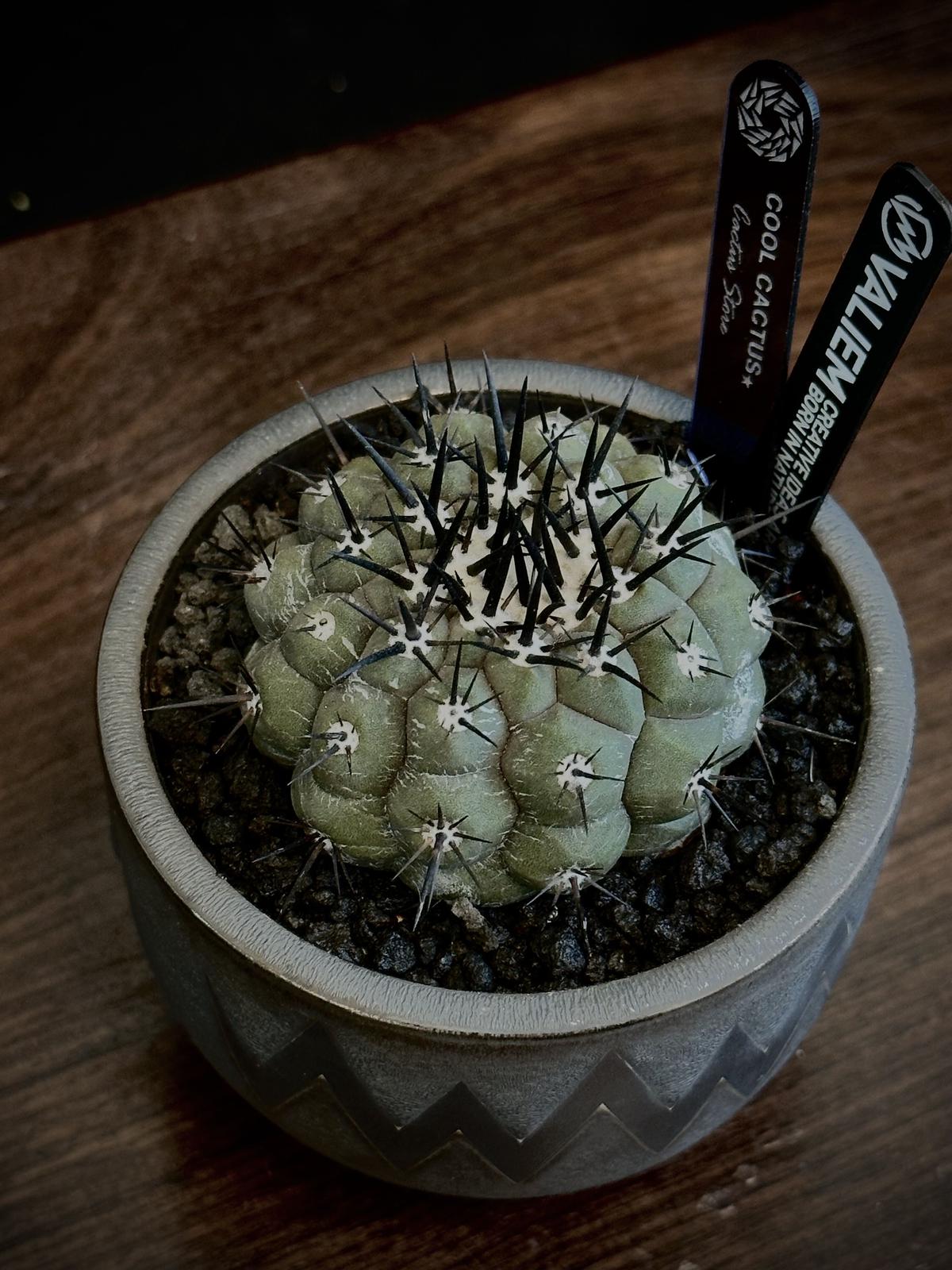 黒王丸 実生 【公式通販】