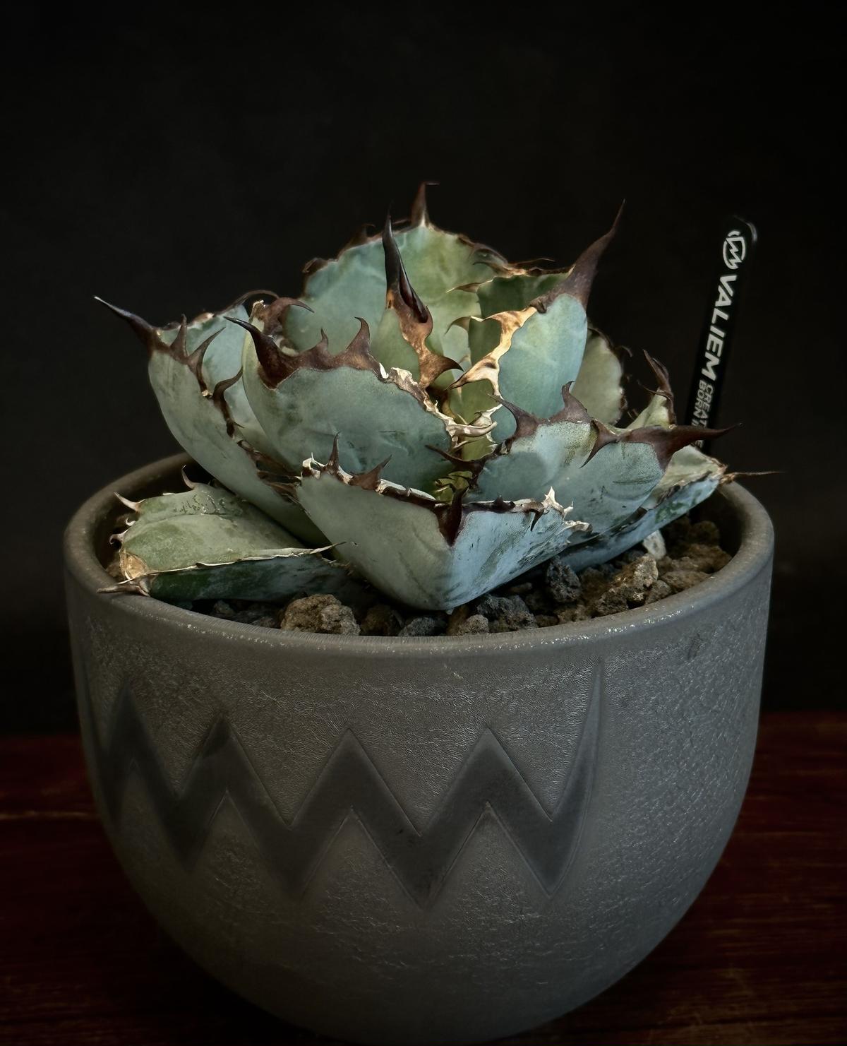 チタノタ ブラックアンドブルー VALIEM Willing plant別注