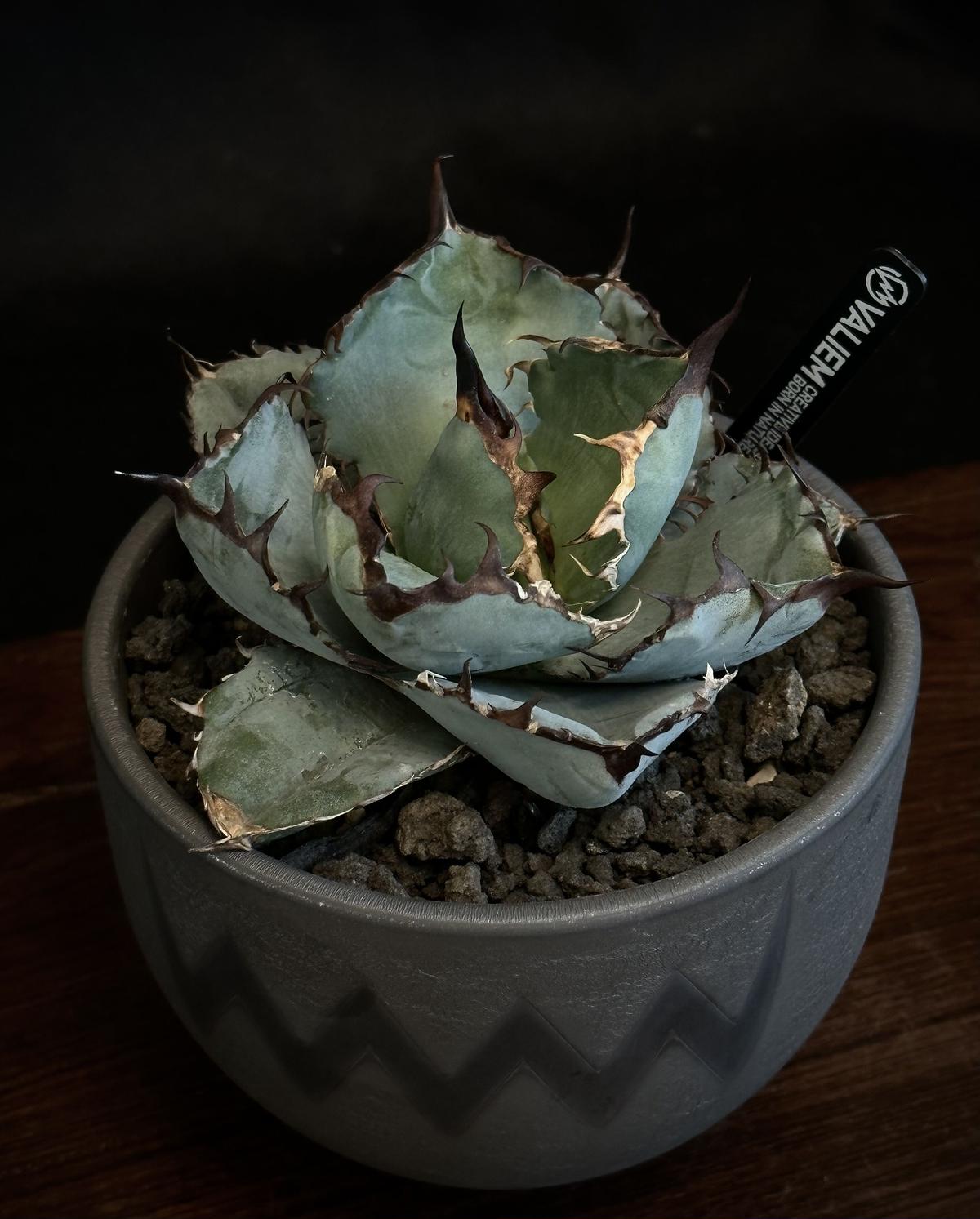 チタノタ ブラックアンドブルー VALIEM Willing plant別注