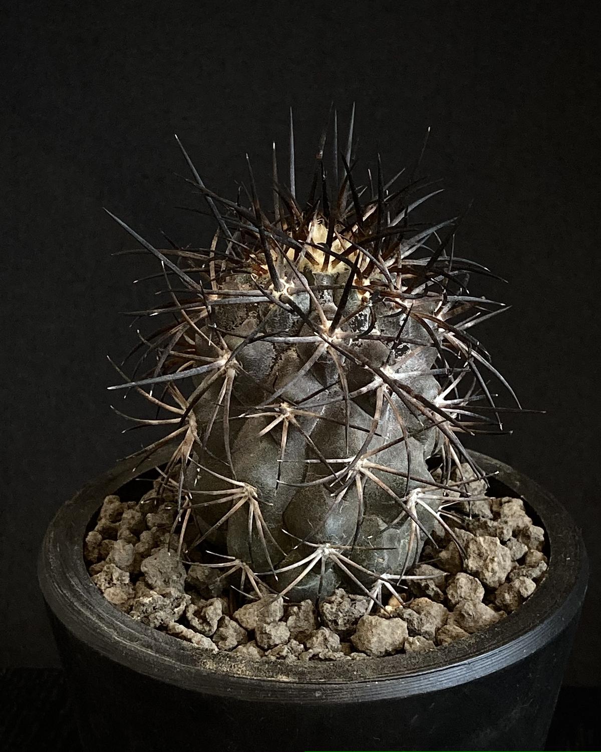 Copiapoa fusca コピアポア フスカ 新種2016記載 実生 FN付き Copiapoa fusca コピアポア フスカ 新種2016記載 実生 FN付き