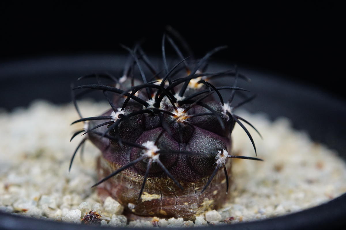 超希少】コピアポアグリセオビオラセア栗星玉自根