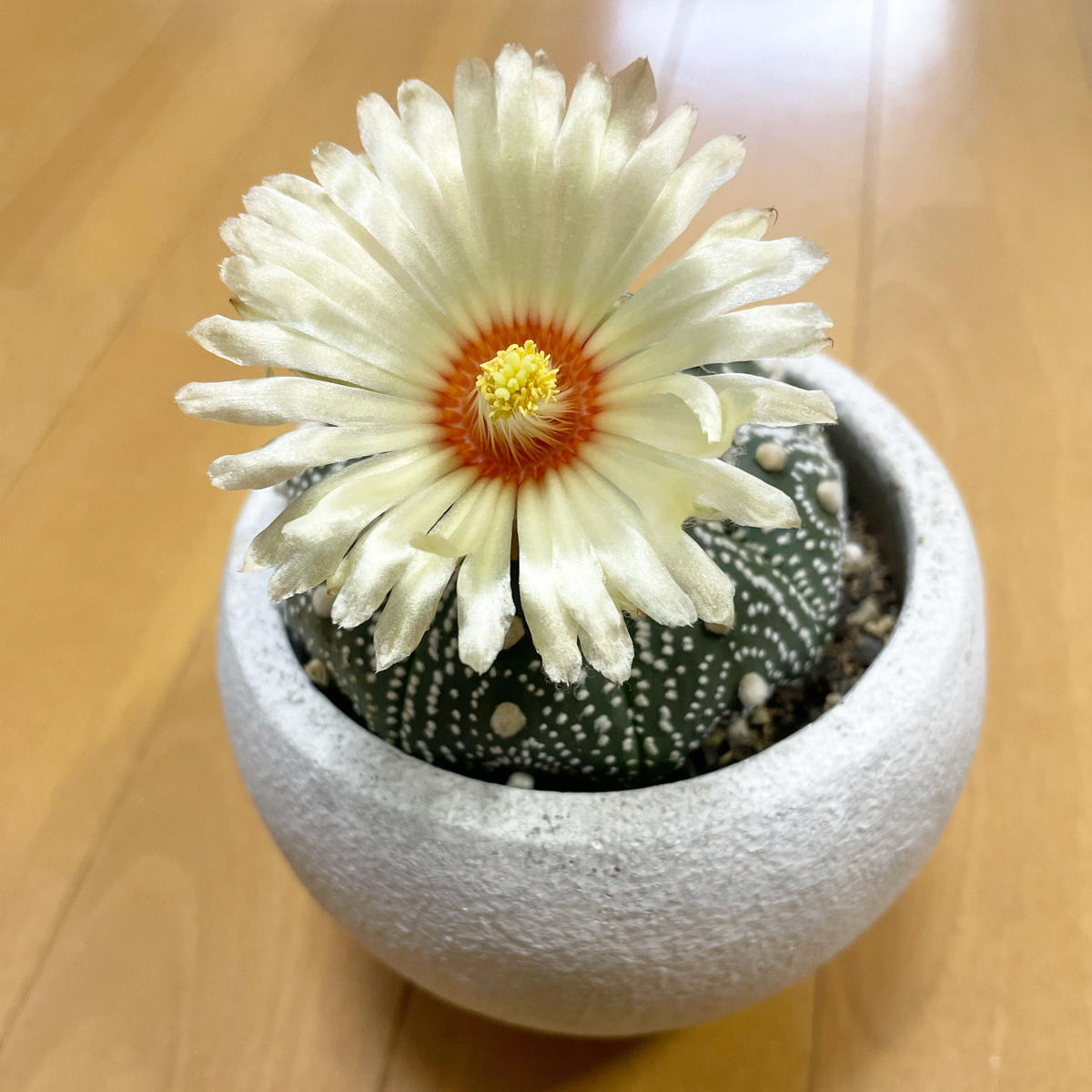 サボテン 兜丸 奇木怪塊