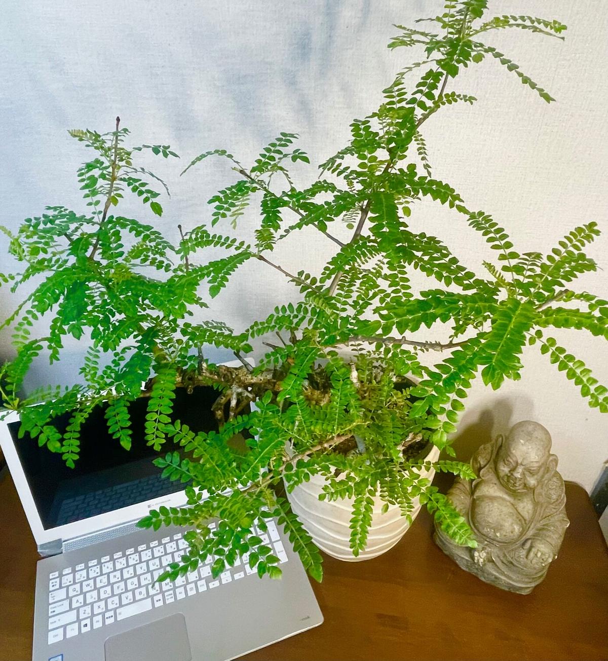 ボスウェリア ネグレクタ | 奇木怪塊