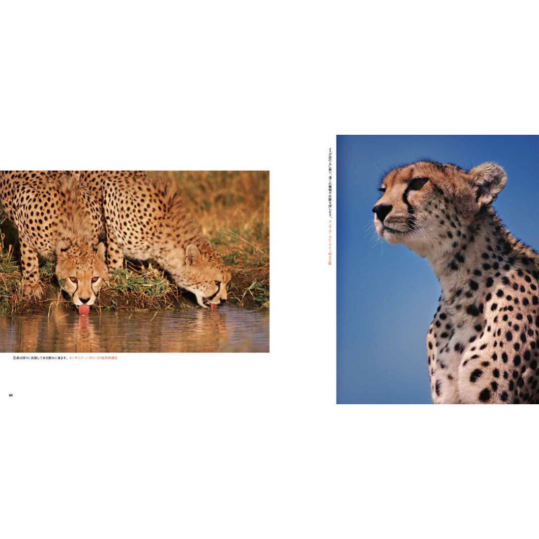 岩合光昭 写真集 ねこ科 Crevis Online Store