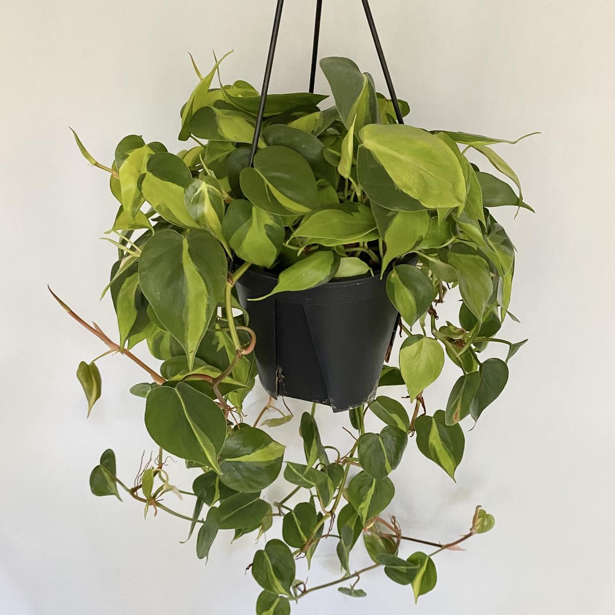 まとめ買い限定1本¥180フィロデンドロンブラジル 観葉植物 オキシカルジウム フィロデンドロン オキシカルジューム・ブラジル ヒメカズラ