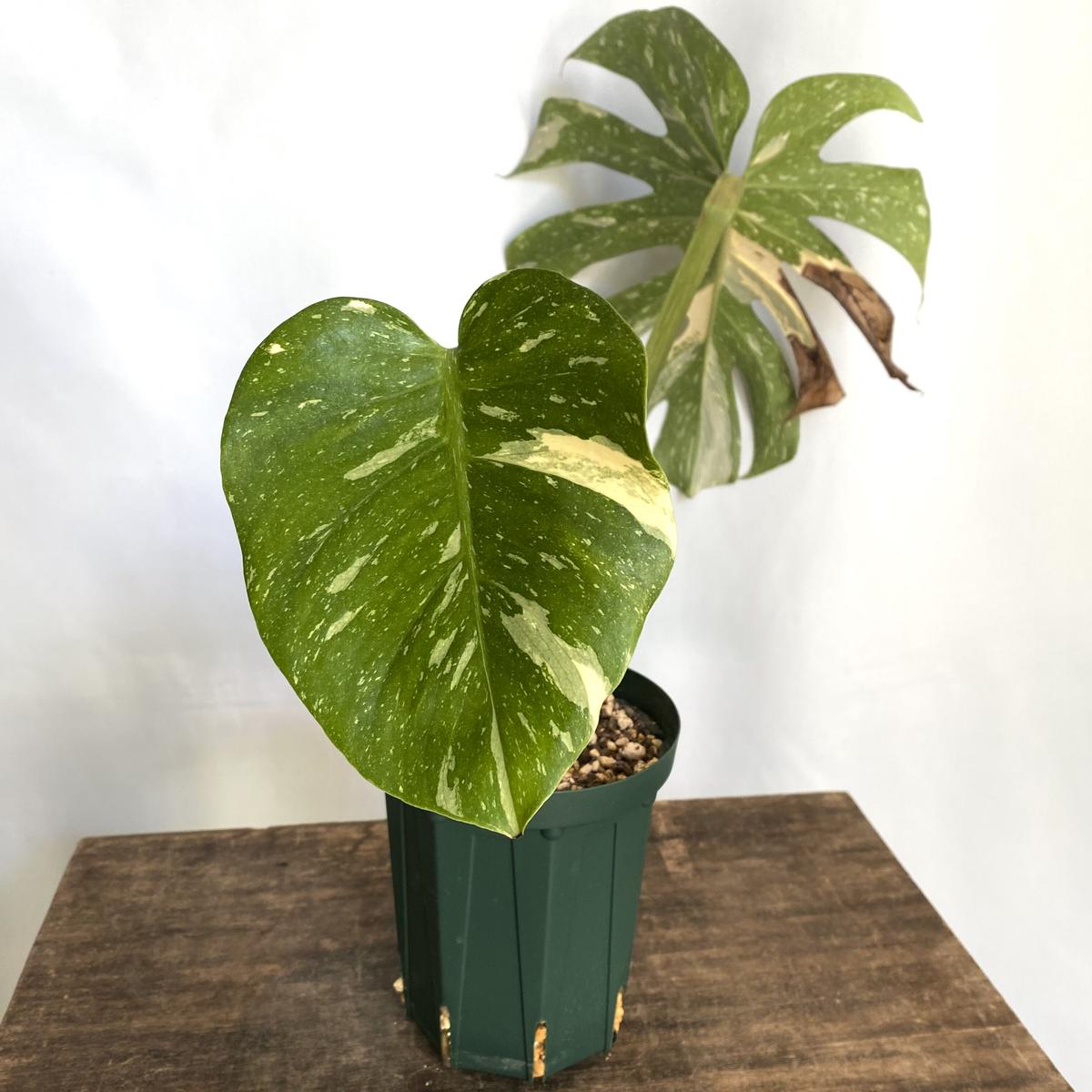 G*D様 モンステラデリシオーサ イエローマリリン 25 モンステラデリシオーサイエローマリリン( Monstera Deliciosa
