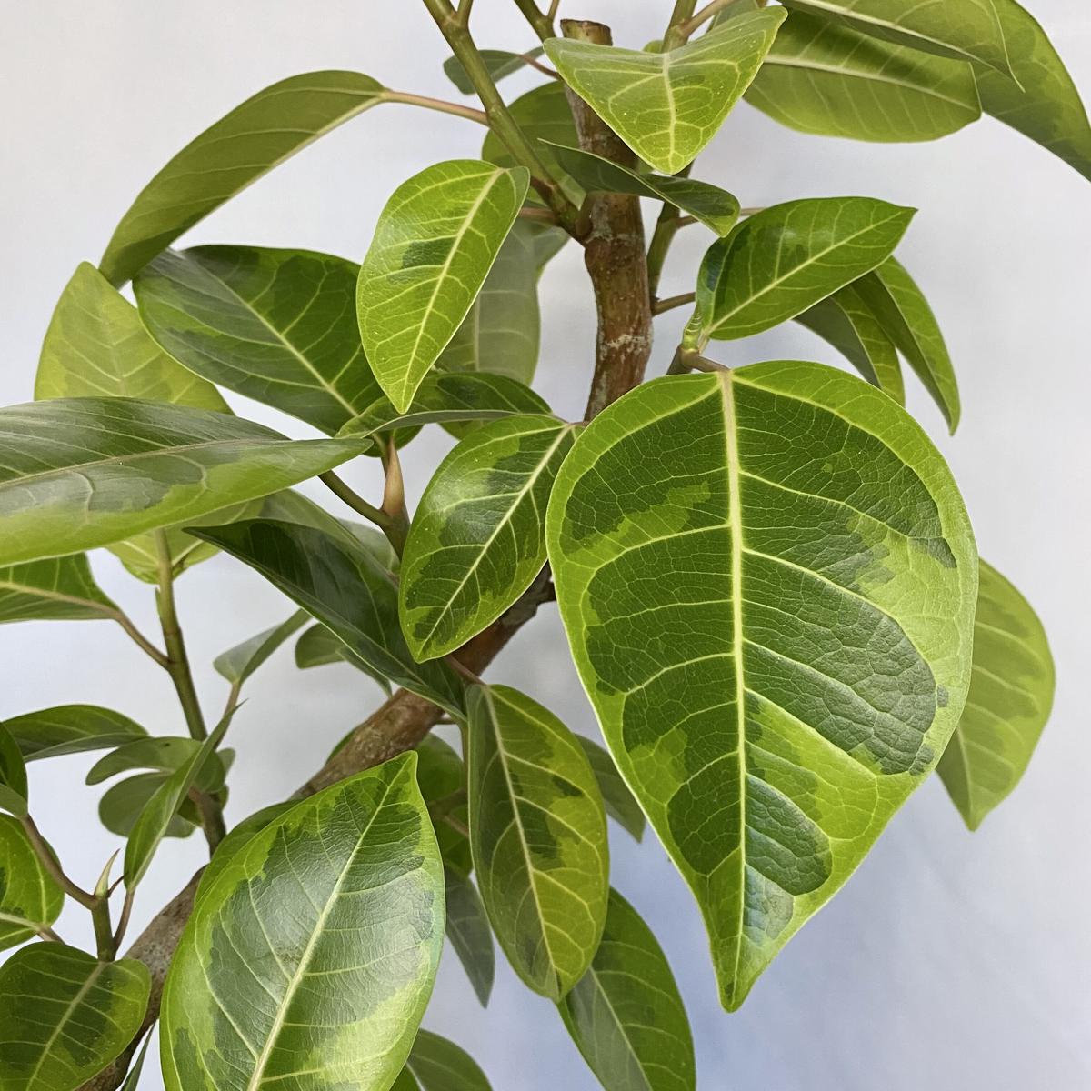 日本最大の 光の楽園 2221a160 26 アルテシマ 1 2 送料無料 Abandonedar Com