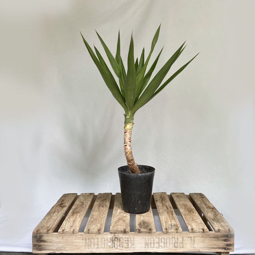 最も完璧な 現品 ユッカ エレファンティペス 曲がり 7号 5 植物 観葉植物 Www Vasavihospitals Com
