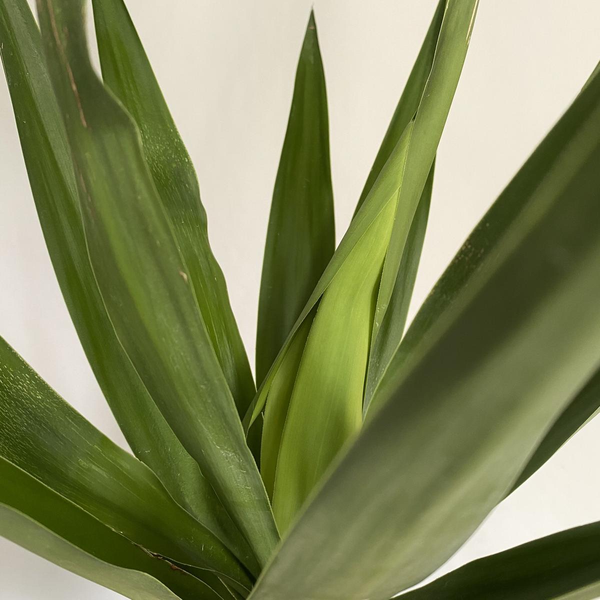 ユッカ エレファンティペス 曲がり C Store C