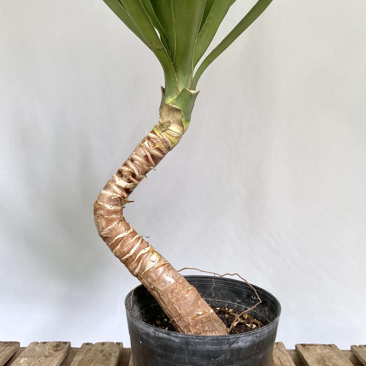 ユッカ エレファンティペス 曲がり C Store C