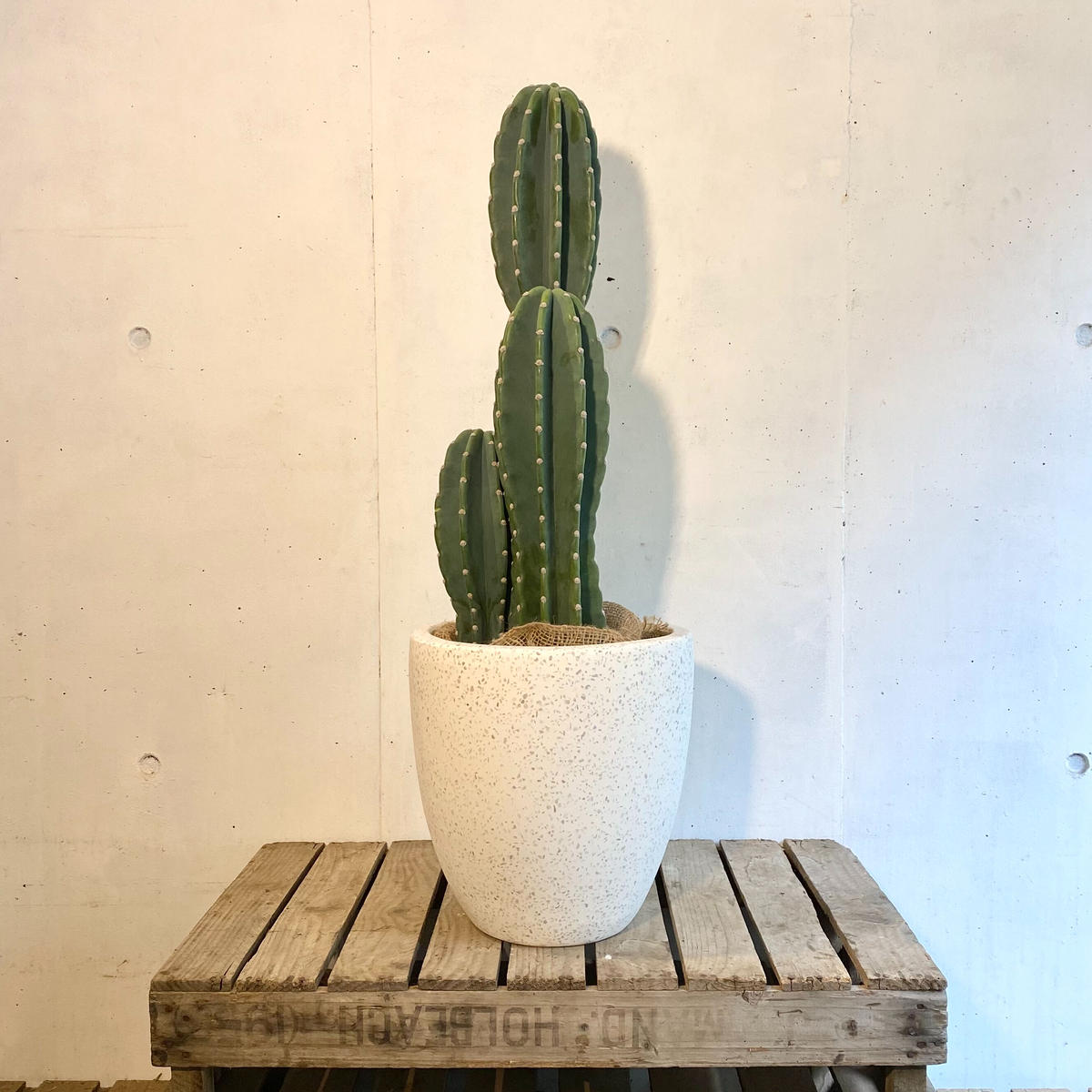 柱サボテン 鬼面角3本立 C Store C