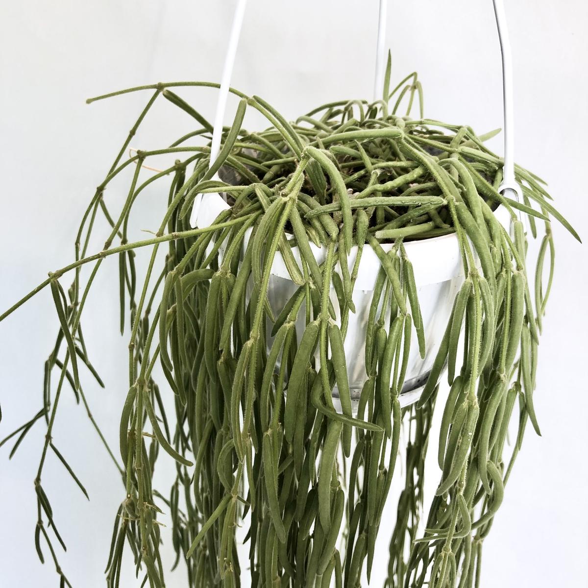 新品、本物、当店在庫だから安心】 ホヤ リネアリス 植物/観葉植物