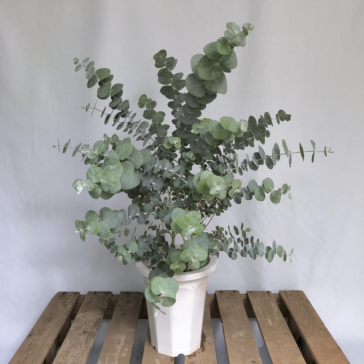 ユーカリ香る ブルニアと淡いピンク色の水無月を束ねた スワッグ  