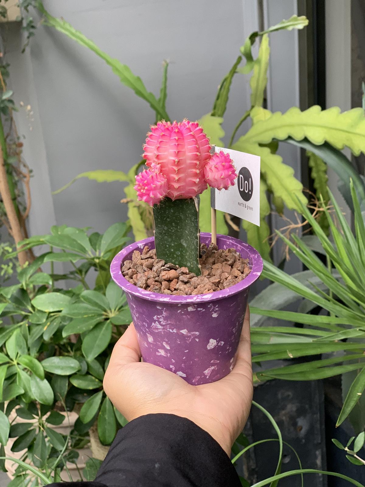 カラーヘッドサボテン Iowergo